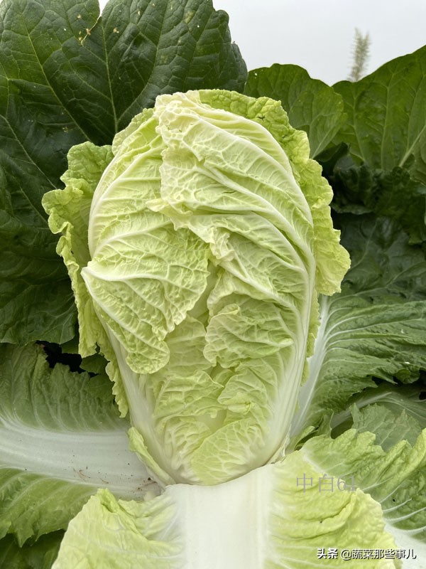 十字花科蔬菜种子,十字花科蔬菜名单