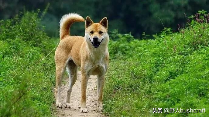 八种适合户外的伴侣狗狗,居然还有它