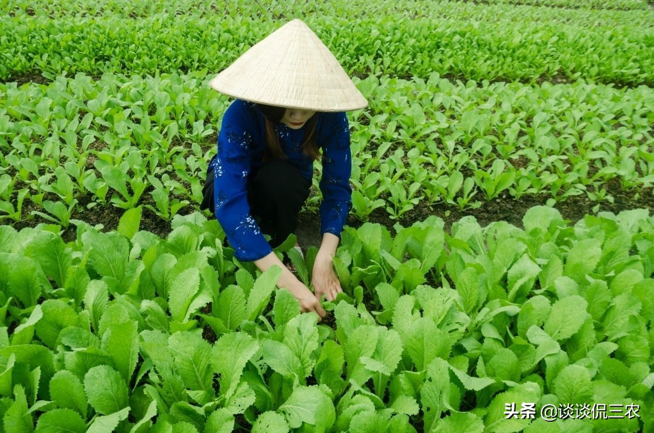 青菜长虫不用农药什么方法解决,青菜容易招哪些虫子