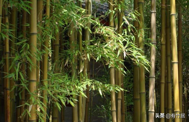 不可食无竹的竹子,宁可不吃肉也得吃竹子