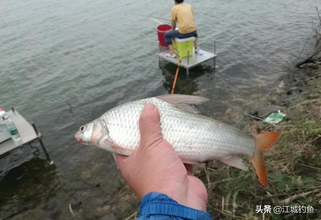 它奇怪的弓背,常被误解为变异,解读手感十足的野生鱼:似刺鳊鮈