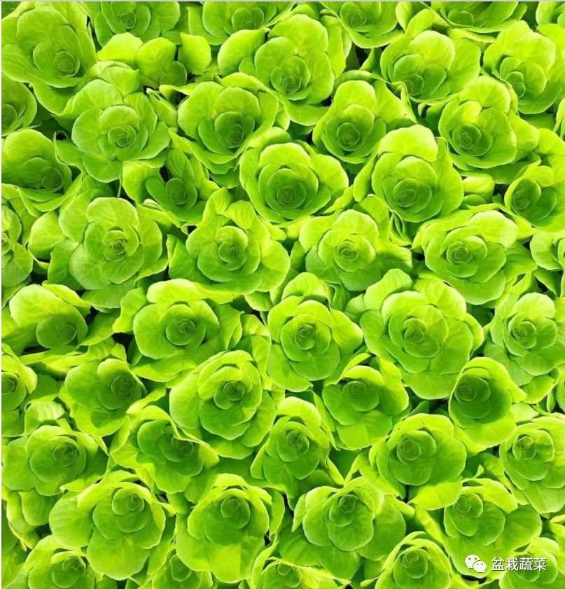 无土栽培和土壤种植技术研究所,农业无土栽培技术培训