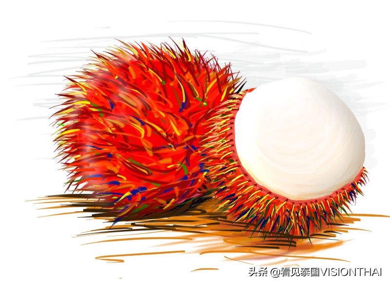 认识50种水果蔬菜,认识热带水果菠萝