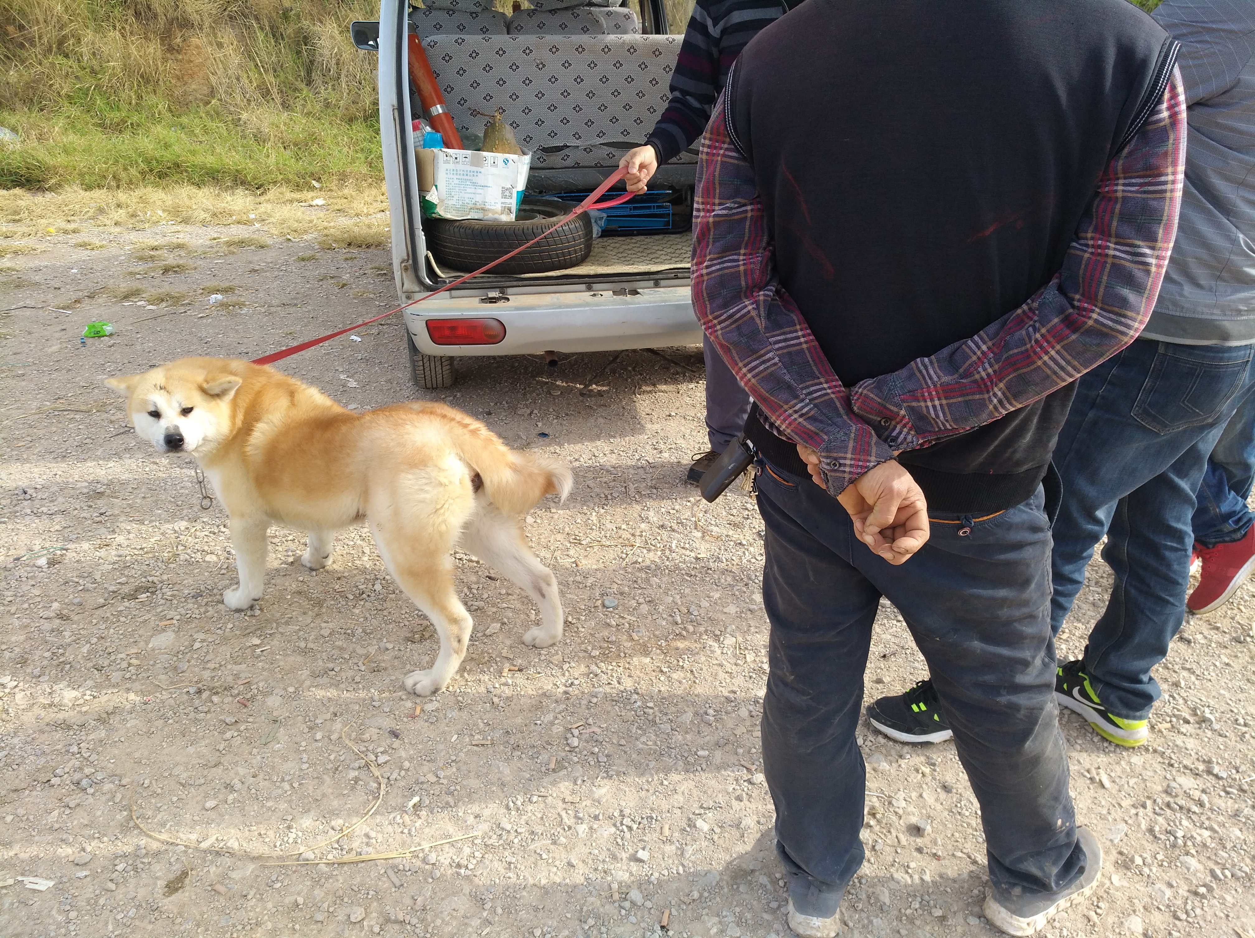 秋田犬与柴犬有什么明显区别,秋田犬和柴犬有什么区别吗