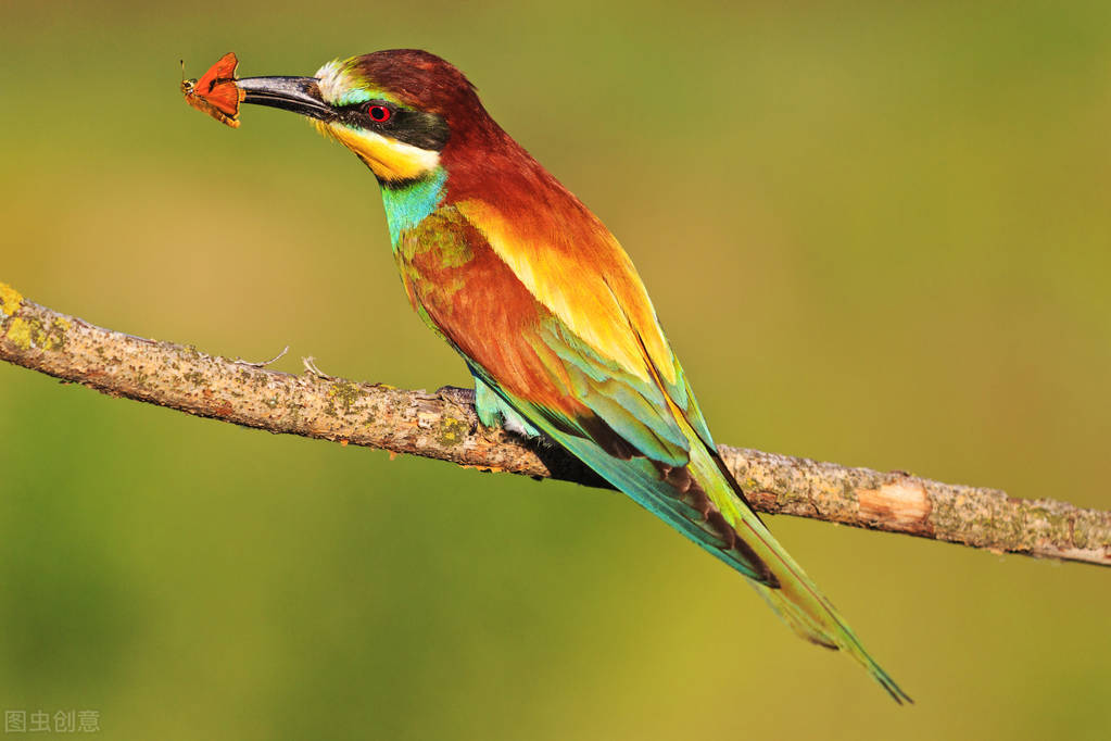 学会用蛋壳制作肥料抵御害虫,红薯的临时仓库用什么抵御害虫