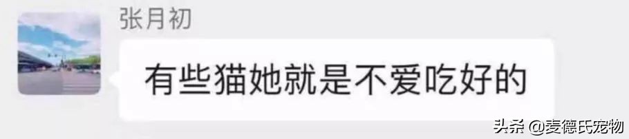 抖音里最火的网红猫,抖音上的几大网红猫