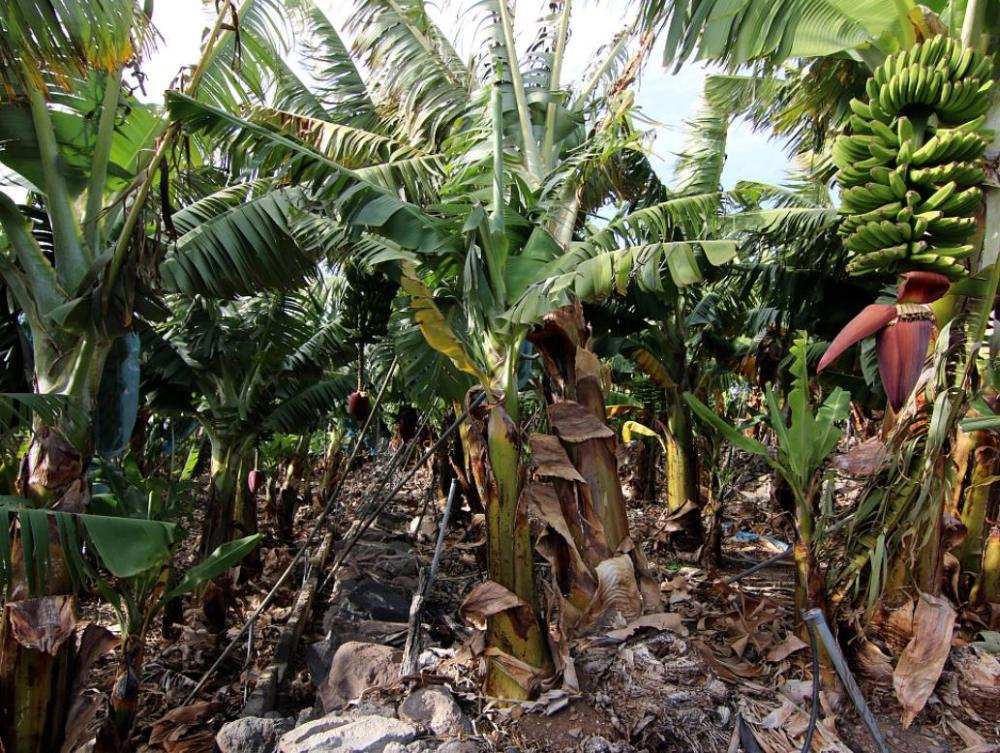 香蕉是植物的种子还是果实,香蕉树是草本植物吗