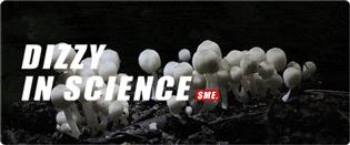 吃了毒蘑菇只会上吐下泻?这株“毁灭天使”让你成为活死人