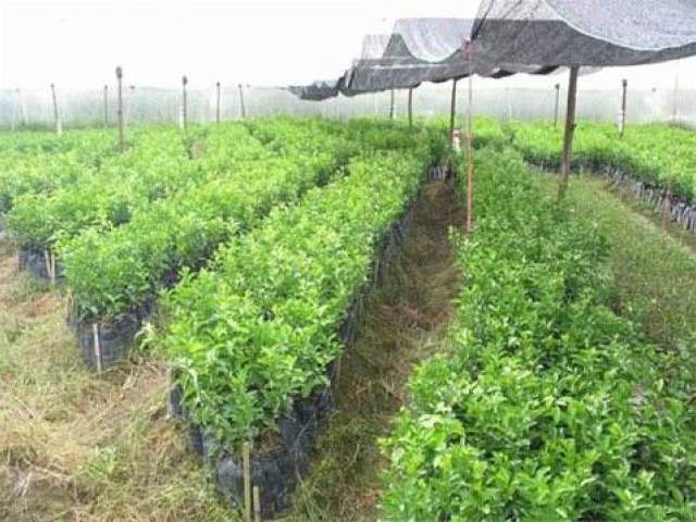 盆栽柑橘要多少年才会结果,压枝盆栽柑橘为什么不结果