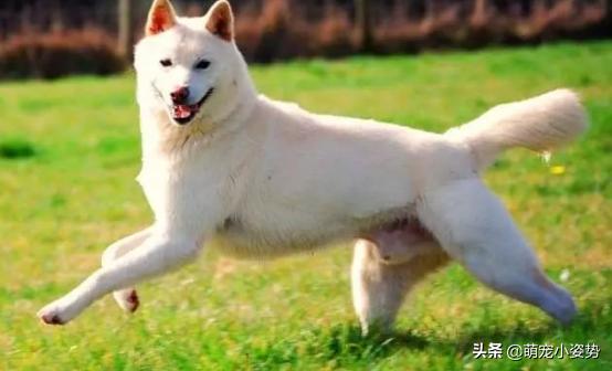 现在的土狗是中华田园犬吗,中华田园犬和柴犬的最大区别在哪