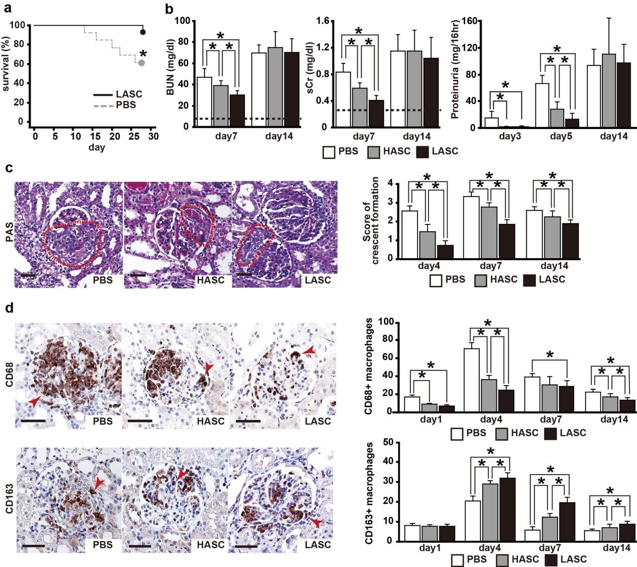 上海干细胞肾再生,干细胞再生肾最新技术