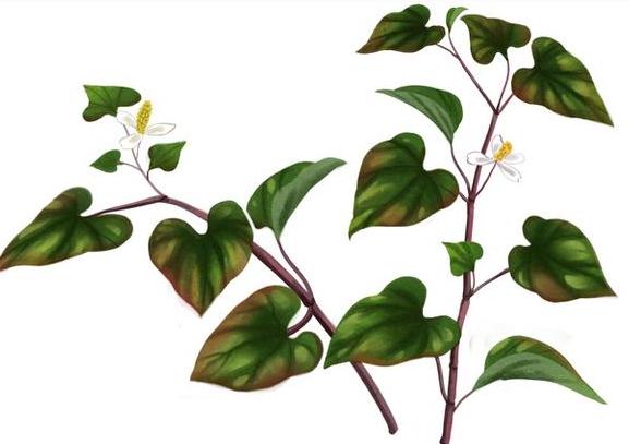 整合——28种青草药,赶快收藏备用!