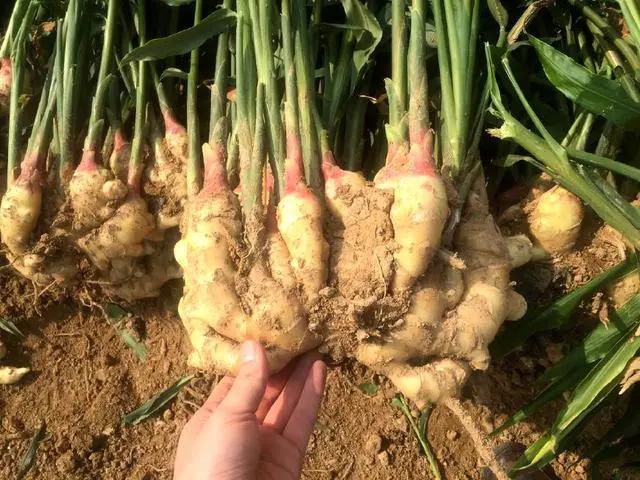 生姜种植技术中如何取出老姜,生姜采收后适合种植什么