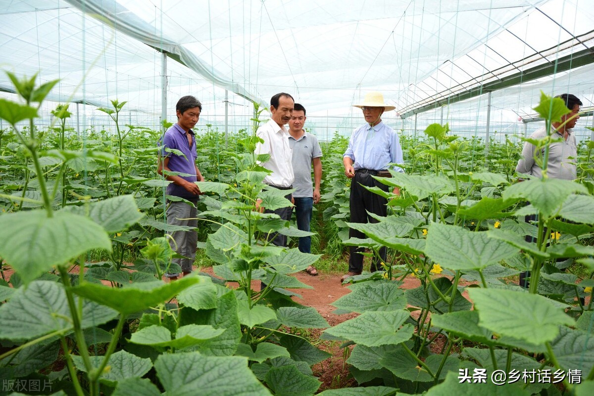 种植蔬菜应掌握的知识点和技能,种植蔬菜用药问题有哪些