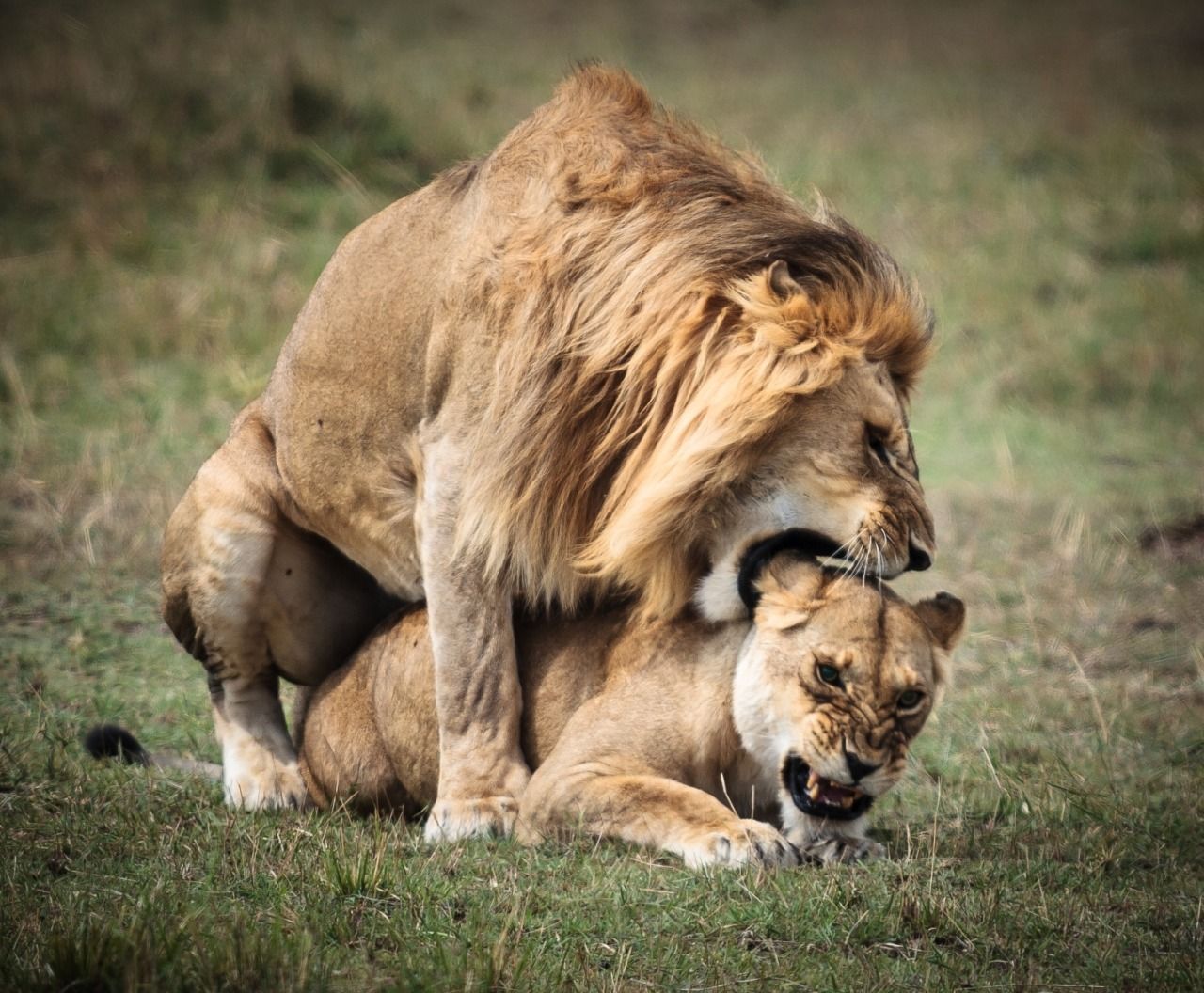 被握住了命运的后脖颈,被抓住了命运的脖颈