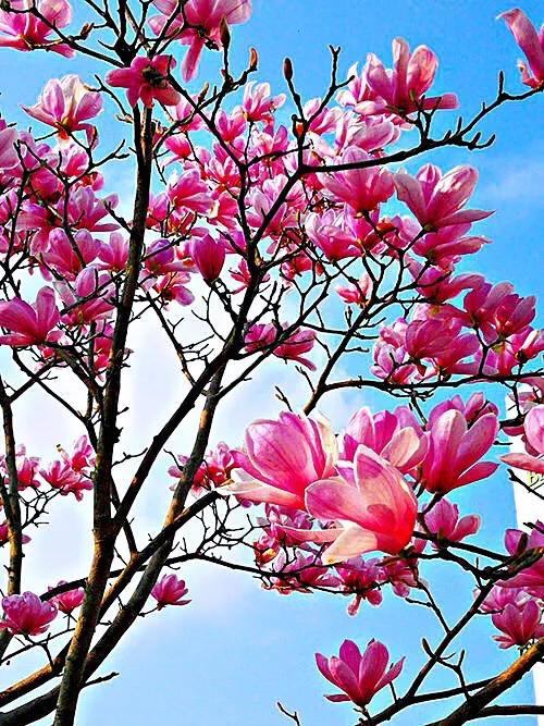 望春玉兰花盛开,造型望春玉兰