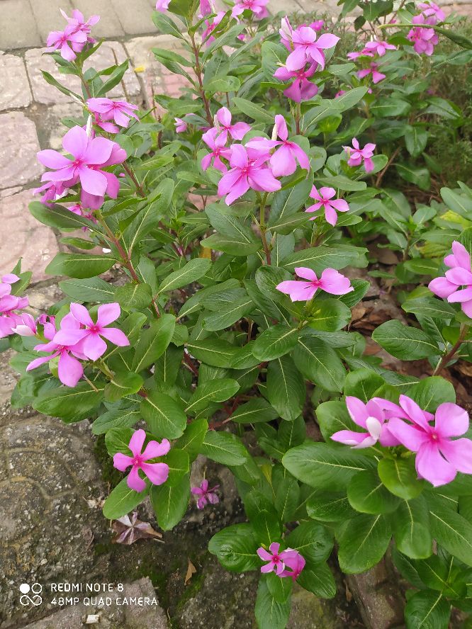 乘风破浪宁静和小花,宁静的小花