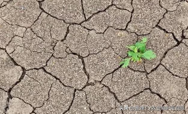 土壤不透水是碱性重还是酸性重,土壤怎样分辨酸性还是碱性肥料