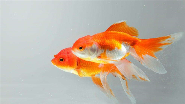 为什么家里养的金鱼总缺氧,新入鱼缸如何判断金鱼缺氧了