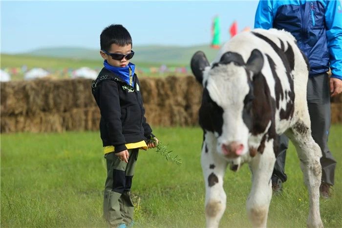 狗狗可以喝生牛乳的奶吗,幼犬狗狗可以喝纯牛奶吗