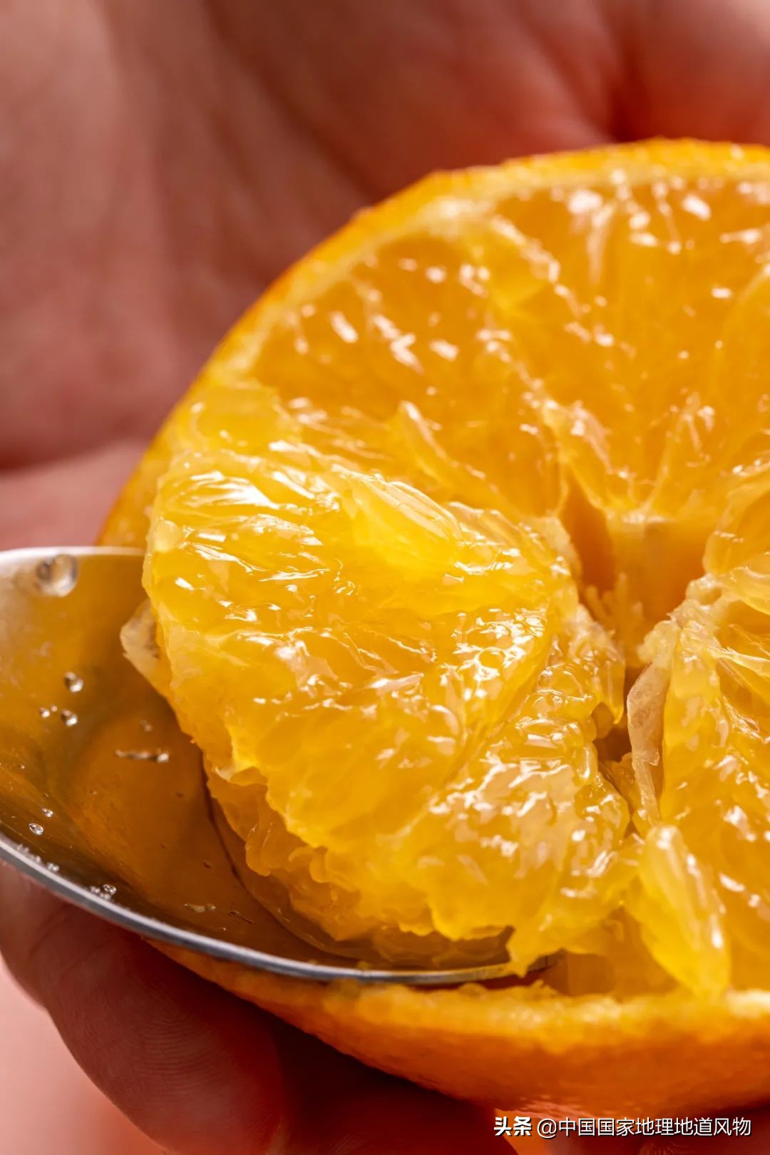 真正的果冻橙到底是皮薄还是厚,什么样的果冻橙好吃