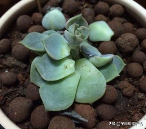 多肉的根腐黑怎么处理,多肉腐黑了要拔根吗