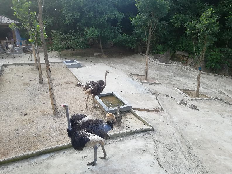 洛阳栾川竹海野生动物园值得去吗,洛阳栾川竹海野生动物园都有什么