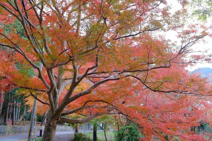 京都赏枫2022,京都赏枫必去景点有哪些好玩的