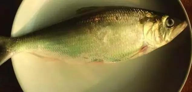 长江白鲟世界最大淡水鱼,中华鲟娃娃鱼