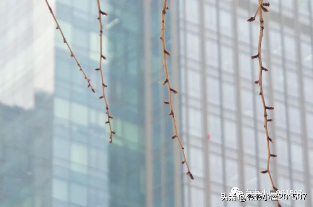 城市漫步,城市漫步郑州