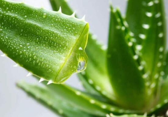 芦荟有毒吗能在室内养吗,芦荟有毒吗能吃吗