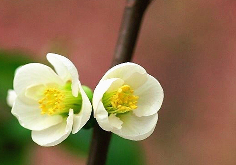 正官坐下食神如何取象,食神取象是什么意思