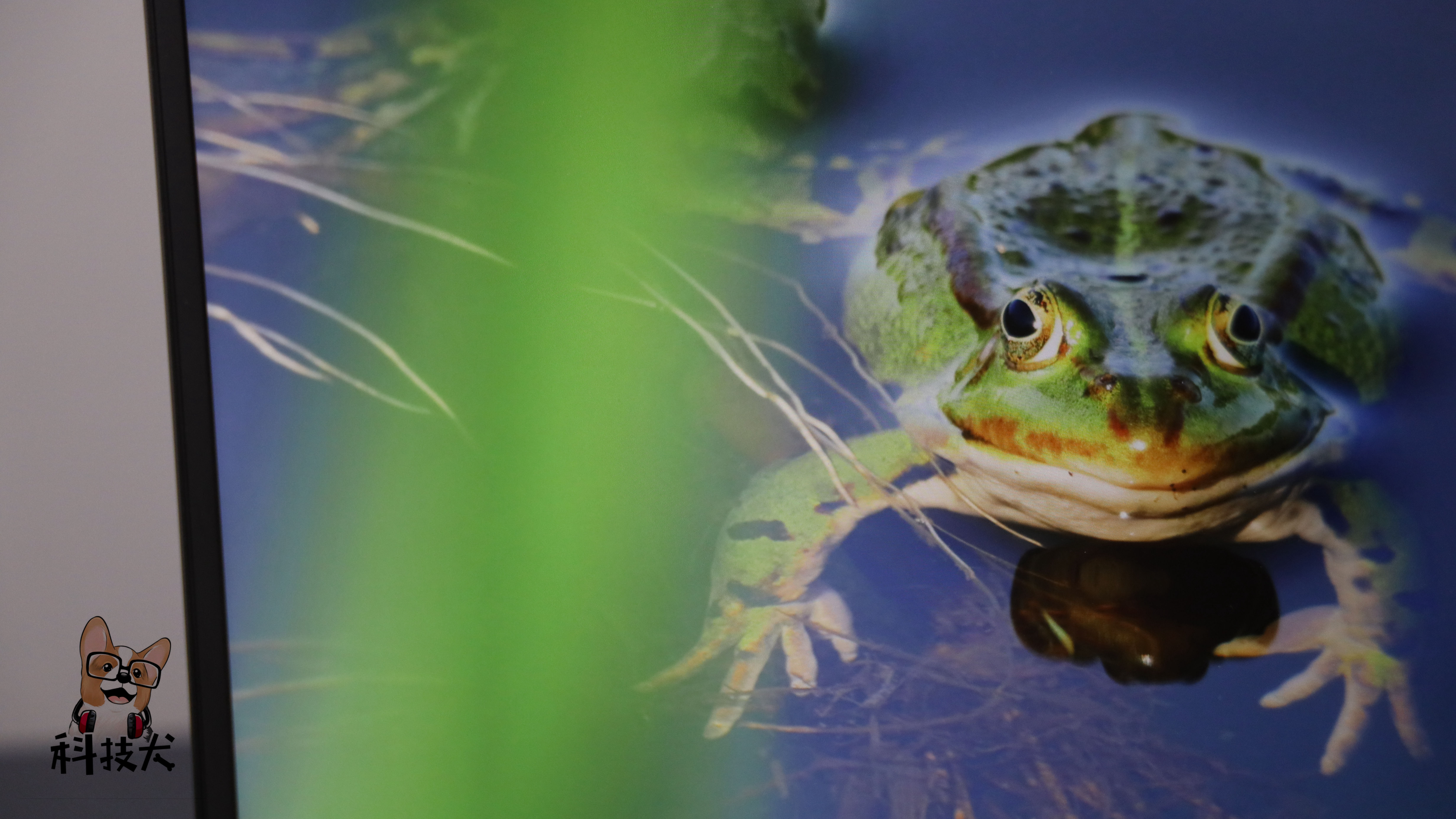 柯基狗幼犬多少钱一只,柯基犬最值得买的耳机