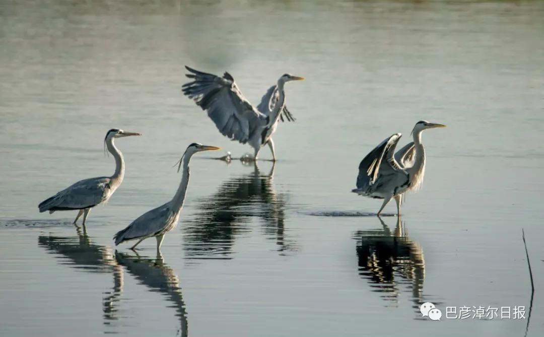 磴口南湖的苍鹭“斗舞”了，大家快来看