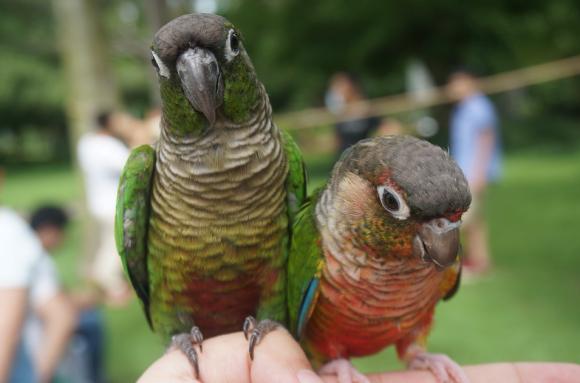 灰机鹦鹉品种,黑色鹦鹉品种推荐大全视频