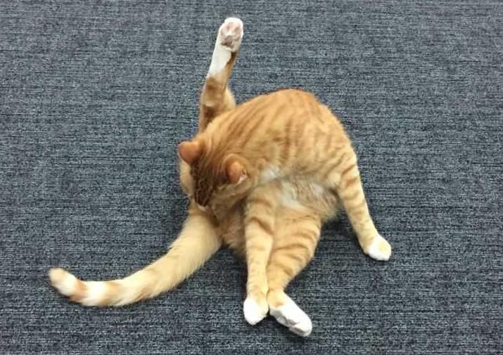 猫咪有不同的肢体动作你能懂它吗 (猫咪各种肢体动作图解)