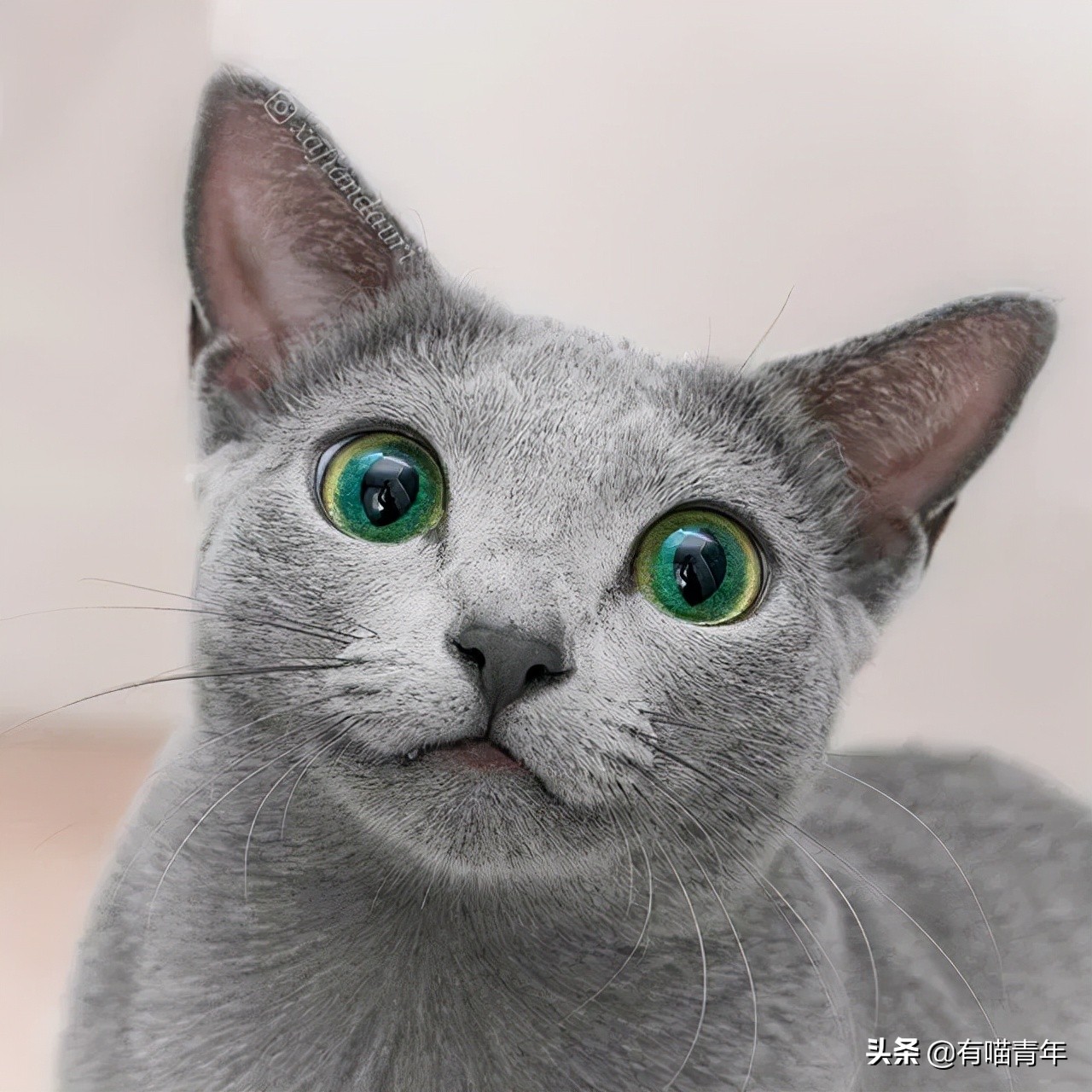 英国短蓝猫好养吗,千万别养蓝猫