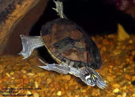 地图龟12cm成年了么,地图龟14到15厘米能生蛋吗