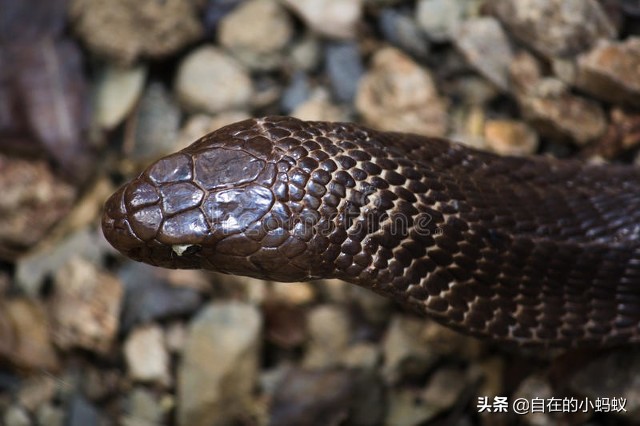 眼镜蛇和眼镜王蛇咬到人会怎么样,眼镜蛇王蛇眼镜王蛇区别