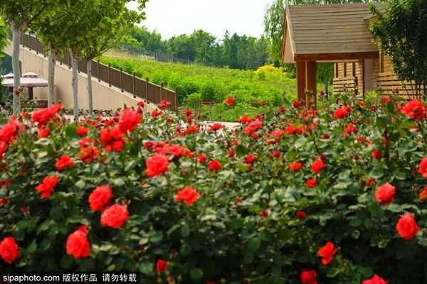 冰雪嘉年华温泉游玩攻略,北京可以泡温泉滑滑梯的地方