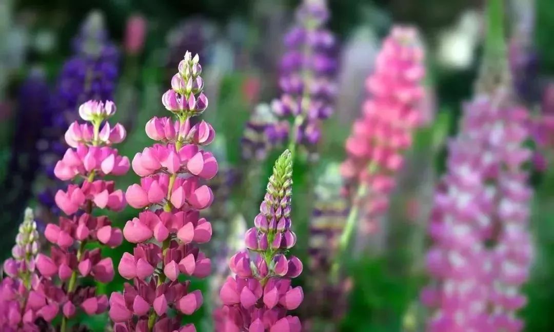 五一石家庄附近去哪旅游免门票,五一石家庄去哪旅游最合适