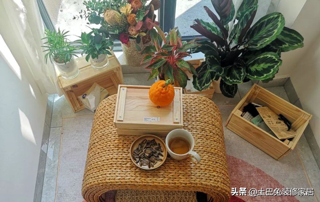 十款居家可养的植物,招财又好养的植物