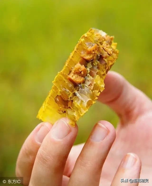 养蜂人给蜂吃什么食物最好,蜂粮是什么