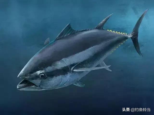 农民钓到一条价值几万的鱼,钓到一条鱼值好几万