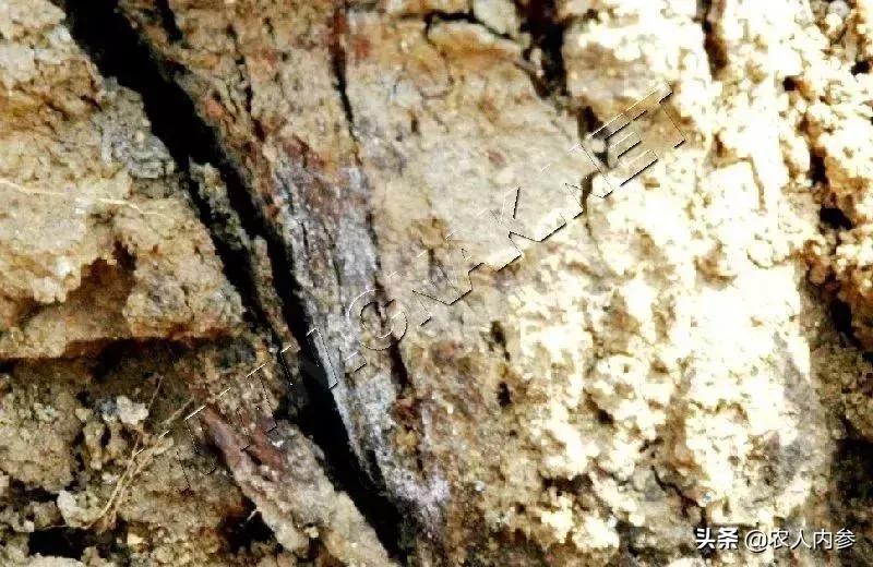 几种果树根部病害的症状识别与防治！