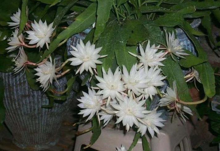 昙花只长杆不长叶怎么办,昙花怎么养才不会开花