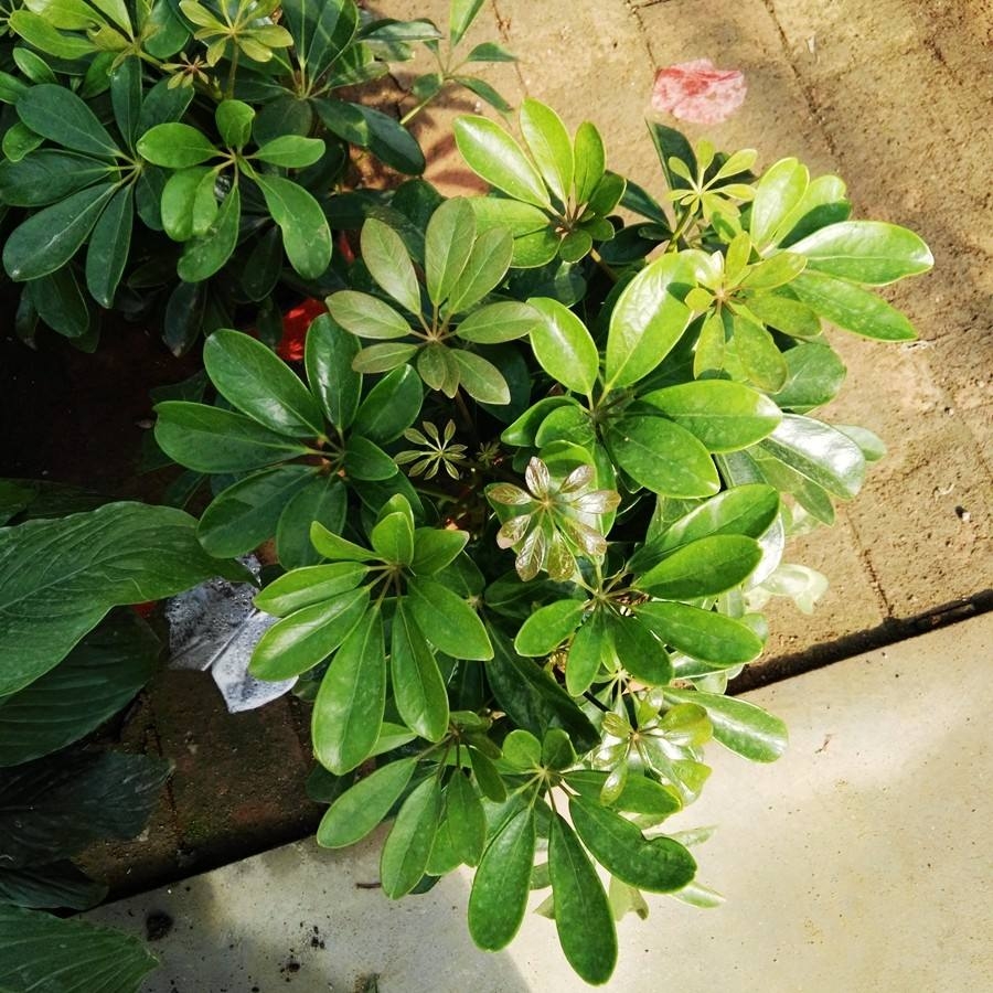 水培鸭掌木叶子卷曲,鸭掌木卷曲怎么治疗