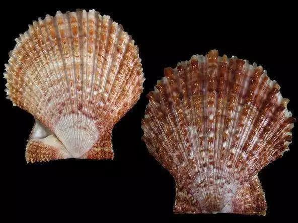 大连吃扇贝去哪吃,大连的扇贝有哪几个品种