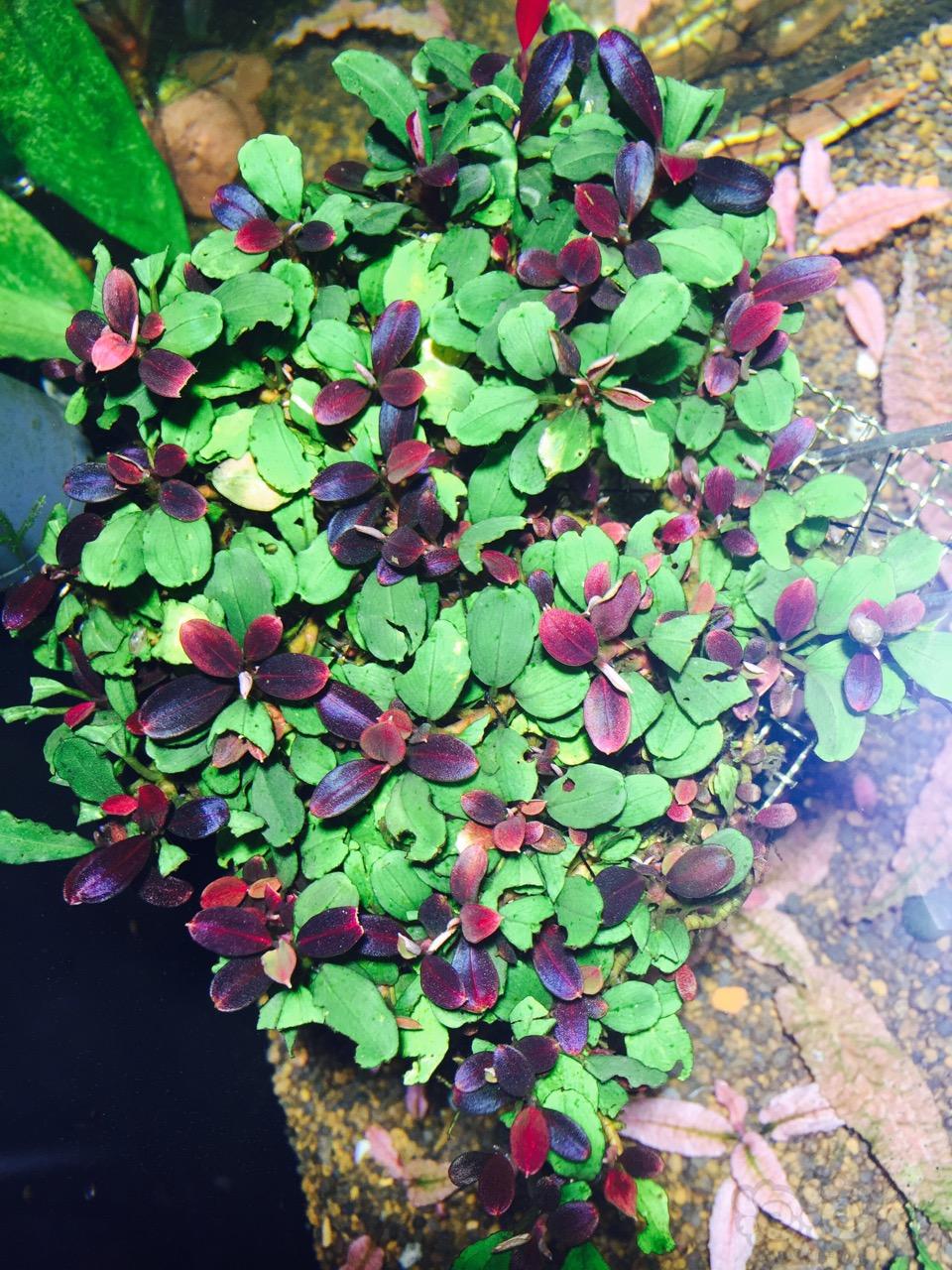 辣椒榕水草缸,养辣椒榕需要多大的缸