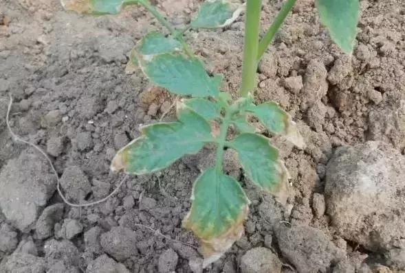 猪粪牛粪羊粪鸡粪哪种粪最好,鸡粪羊粪的养分含量